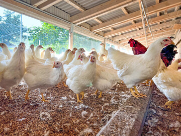 Der Bundesverband f�r Tiergesundheit (BfT) spricht sich f�r eine vorbeugende Impfung gegen die Vogelgrippe aus. 