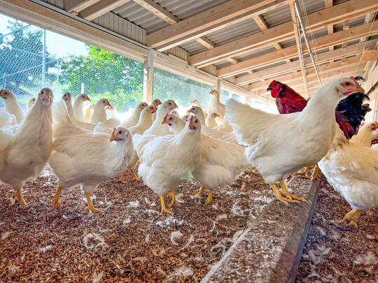 Der Bundesverband für Tiergesundheit (BfT) spricht sich für eine vorbeugende Impfung gegen die Vogelgrippe aus.