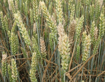 Die Gefahr f�r Fusarium ist witterungsbedingt gerade ziemlich gro�