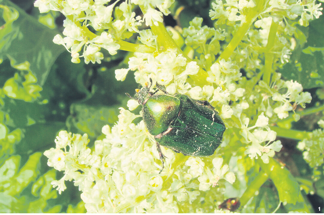 Sch�n anzusehen: der Rosenk�fer. Hier beim Fra� an Rhabarberbl�ten.