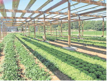 Agrofotovoltaik-Anlage mit Holzaufst�nderung auf Versuchsfl�chen der Universit�t Montpellier/Frankreich, 2012.