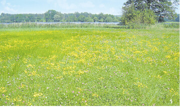 Eine mit gelben Farbtupfern durchsetzte Wiese ist zwar ein sch�ner Anblick, doch dieser kann tr�gerisch sein. Handelt es sich um Wasser-Kreuzkraut ist Handeln geboten, um die giftige Pflanze wieder zur�ckzudr�ngen.
