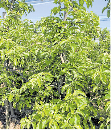 Auch wenn kein Ertrag zu erwarten ist, müssen Pflegemaßnahmen fortgeführt werden, um höhere Kosten im Folgejahr zu vermeiden.