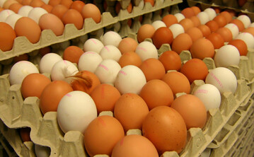 Die Deutschen essen gerne Eier: im Schnitt 249 St�ck pro Einwohner.