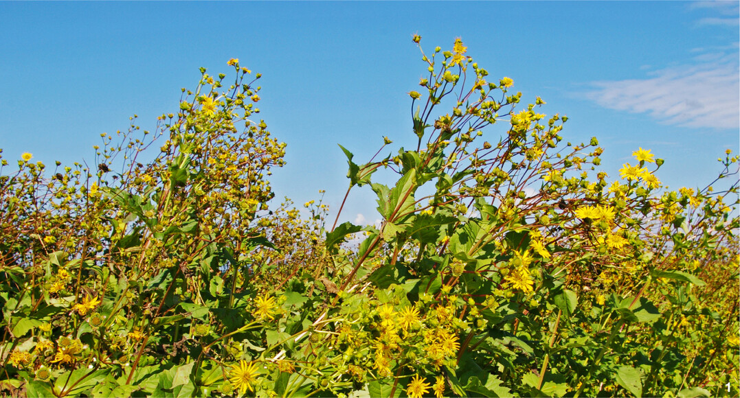 Papier aus Silphie braucht weniger Energie und Wasser als andere Rohstoffe.