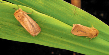 Sesamia nonagriodes, die Mais-Eule, auf Maisbl�ttern.
