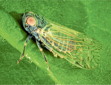 Die Schilf-Glasfl�gelzikade.