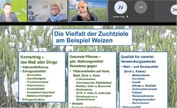 Dr. Hubert Kempf, Weizenz�chter und Stationsleiter Feldkirchen bei Secobra (oben Mitte), bei der Online-Pressekonferenz von Secobra, erkl�rt die Zuchtziele bei Weizen und welche der Ziele f�r den Klimawandel besondere Bedeutung gewinnen. Winterh�rte, Trocken- und Hitzeresistenz, Auswuchsresistenz sowie Resistenz gegen Schaderreger aller Art sind die wichtigsten in dieser Liste.