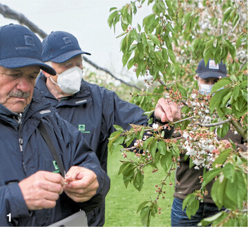 Bernhard Nanz (l.) und Karl-Heinz Kreidler machen sich als Sachverst�ndige der Vereinigten Hagel ein Bild von den Frostsch�den in einer Kirschenanlage.