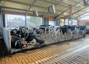 Milchk�he reagieren empfindlich auf warme Temperaturen in ihrem Stall. Umso wichtiger sind Vorrichtungen wie Ventilatoren, mit denen die W�rmeabgabe der Tiere erleichtert werden kann.