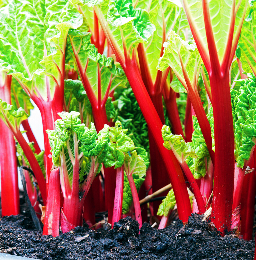 Rhabarber stammt aus dem Himalaya und wurde im 11. Jahrhundert zuerst aus medizinischen Gr�nden nach Europa importiert. Botanisch ist er dem Gem�se zugeordnet, da nicht der Fruchtstand, sondern die St�ngel gegessen werden. Rezepte mit Rhabarber und den gut dazu passenden Erdbeeren gibt es auf den n�chsten Seiten.