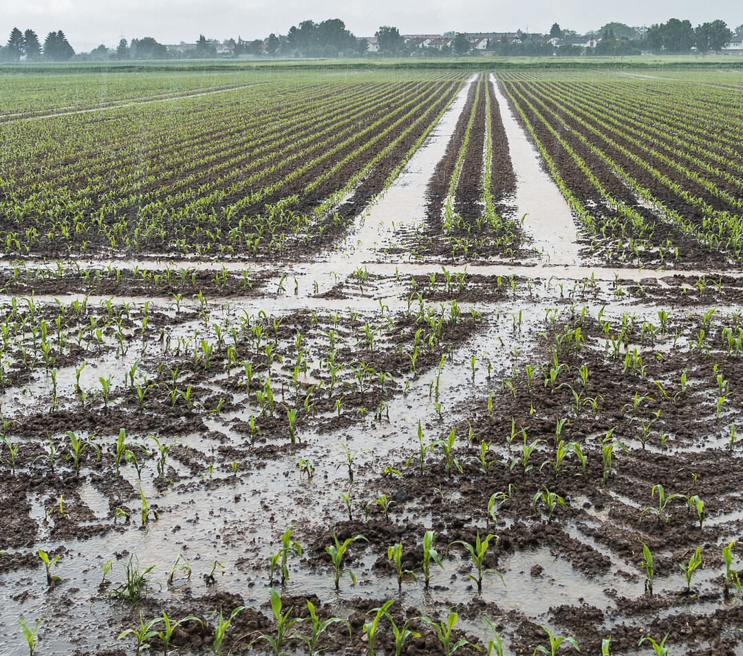 Schlecht abflie�ende Niederschl�ge deuten i.d.R. auf Struktursch�den im Untergrund hin.  