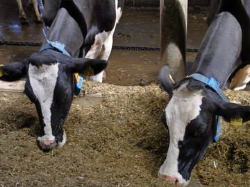 F�r die Rationsberechnung von Milchk�hen soll schon bald die umsetzbare Energie (ME) als ma�gebliche Gr��e herangezogen werden. 