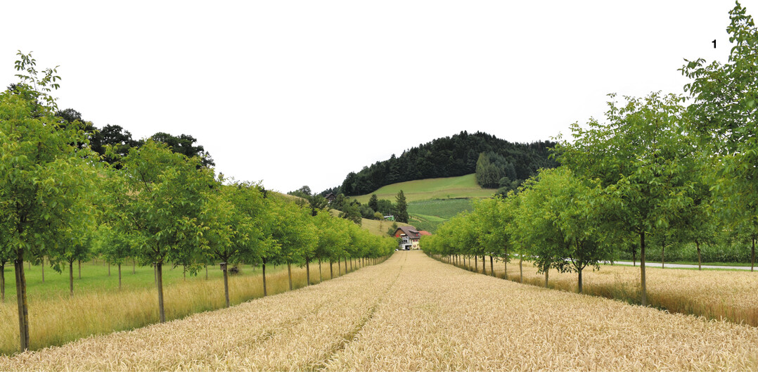 Mit der neuen GAPDZV werden Agroforstsysteme ab 2023 direktzahlungsf�hig.