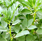 Jetzt Bestand auf Läuse prüfen.