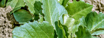 Achten Sie auf den Fra� an den Blattr�ndern der Ackerbohne.