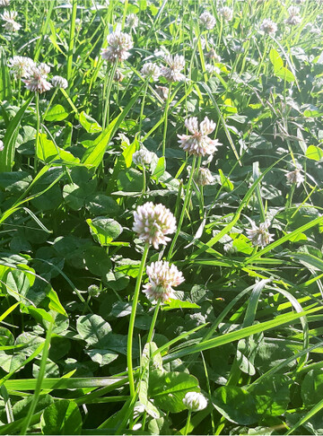Beim Wei�klee unterscheidet man zwischen gro�-, mittel- und kleinbl�ttrigen Sorten. W�hrend erstere mehr Trockenmasse erzeugen, punkten letztere mit mehr Ausl�ufern und durch eine bessere Ausdauer.