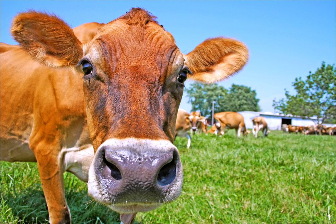 Jerseyk�he sind vergleichsweise klein, umg�nglich, ben�tigen weniger Futter und punkten mit hohen Inhaltsstoffen, vor allem beim Milchfett.