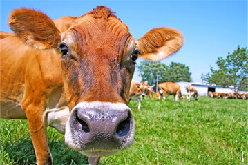 Jerseyk�he sind vergleichsweise klein, umg�nglich, ben�tigen weniger Futter und punkten mit hohen Inhaltsstoffen, vor allem beim Milchfett.