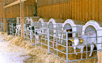 Stehen die Iglus unter einem Dach, sind die K�lber an hei�en oder auch kalten und windigen Tagen besser vor widrigen Wettereinfl�ssen gesch�tzt.