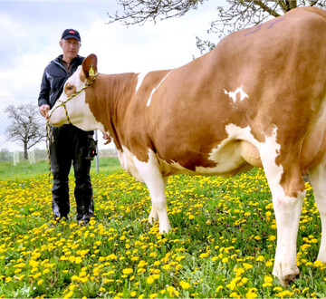 Die Spitzenjungkuh, hier auf der Fr�hlingswiese, war diese Othello-Tochter von Familie Gommel aus Ditzingen. Sie erl�ste mit 2340 Euro einen der H�chstpreise.