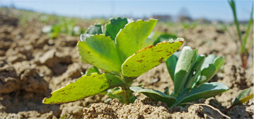 Die Anwendung von Professional in Ackerbohnen ist seit dem April 2023 nicht mehr zul�ssig.