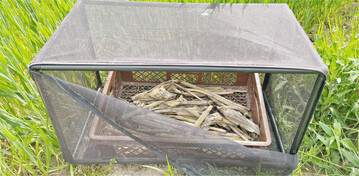 In Schlupfk�fige werden im Herbst Stoppeln mit Maisz�nslerlarven eingebracht.