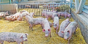 Die �bertragung von Krankheiten wird durch eine Trennung der Altersgruppen reduziert. Au�enklimast�lle sollten deshalb keine Gro�raumst�lle mit kontinuierlicher Belegung sein.