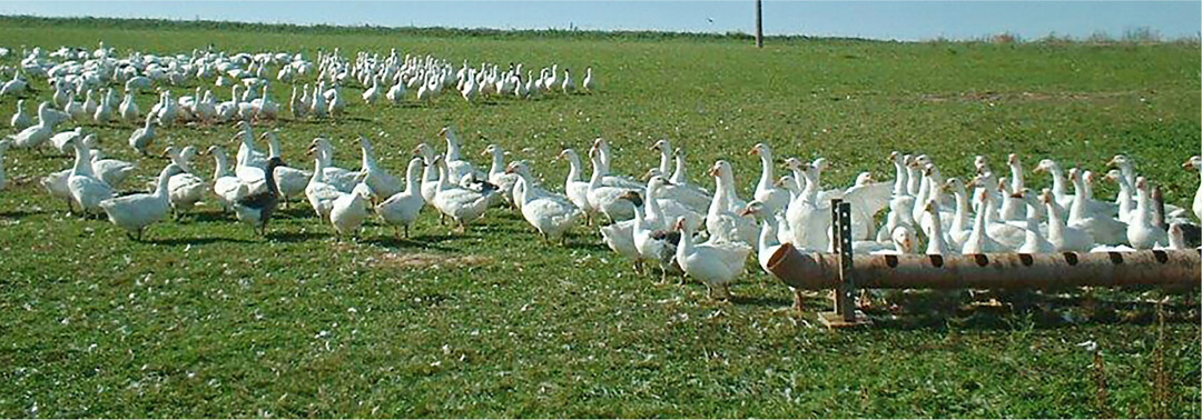 G�nse sind gute Weidetiere, nutzen den Aufwuchs aber nur selektiv und verbei�en tief.