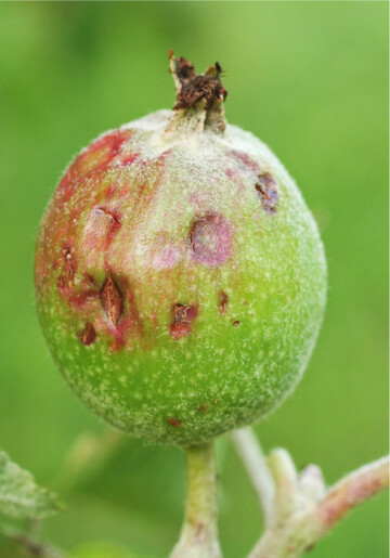 Gerade sommerliche Hagelschauer k�nnen Fr�chte massiv sch�digen.