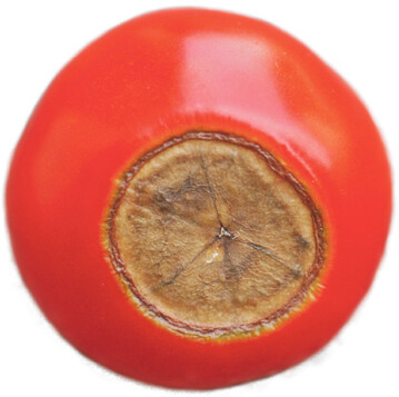 Die Bl�tenendf�ule bei Tomaten wird oft durch einen gest�rten N�hrstofftransport zu den Fr�chten hervorgerufen.