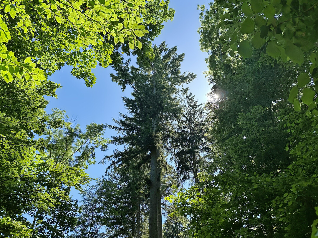 Baumkronen im Mischwald.