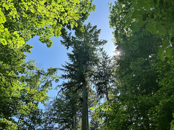 Baumkronen im Mischwald.