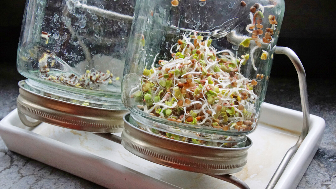 Keimsprossen bereichern im Winter den Speiseplan. Ihre Anzucht gelingt in speziellen Gläsern, deren Deckel aus einem Sieb bestehen, durch das überschüssiges Wasser abtropfen kann. Denn die Sprossen dürfen zwar nicht austrocknen, können bei zu viel Feuchte aber auch verderben. Hier zu sehen: Nach sechs Tagen sind die Radiessprossen erntereif, die Rübstielsprossen brauchen ein paar Tage mehr.