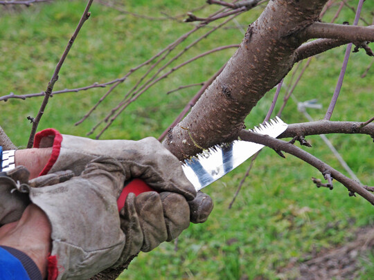 Statt immer gleich zur S�ge oder Schere zu greifen, lassen sich Triebe auch mit verschiedenen Methoden formieren, etwa durch Einkerben, Hochbinden oder Flachstellen.