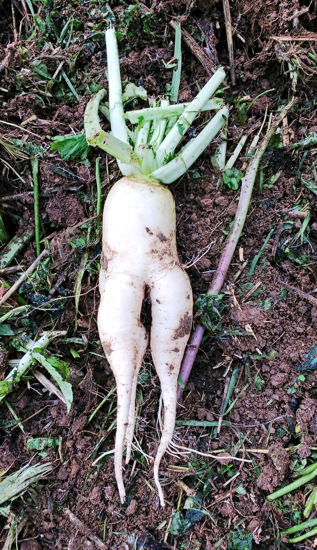 Zur Einsch�tzung der Bodenstruktur ist das (Wurzel-)Wachstum von Zwischenfr�chten ein wertvoller Indikator.