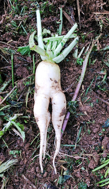 Zur Einsch�tzung der Bodenstruktur ist das (Wurzel-)Wachstum von Zwischenfr�chten ein wertvoller Indikator.
