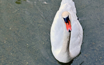 Bei einem verendeten H�ckerschwan in Unteruhldingen im Bodenseekreis sind Erreger der Vogelgrippe festgestellt worden.