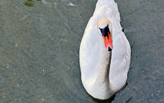 Bei einem verendeten Höckerschwan in Unteruhldingen im Bodenseekreis sind Erreger der Vogelgrippe festgestellt worden.