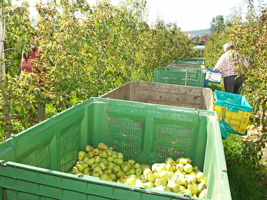 Saisonarbeitskr�fte im Obstbau.