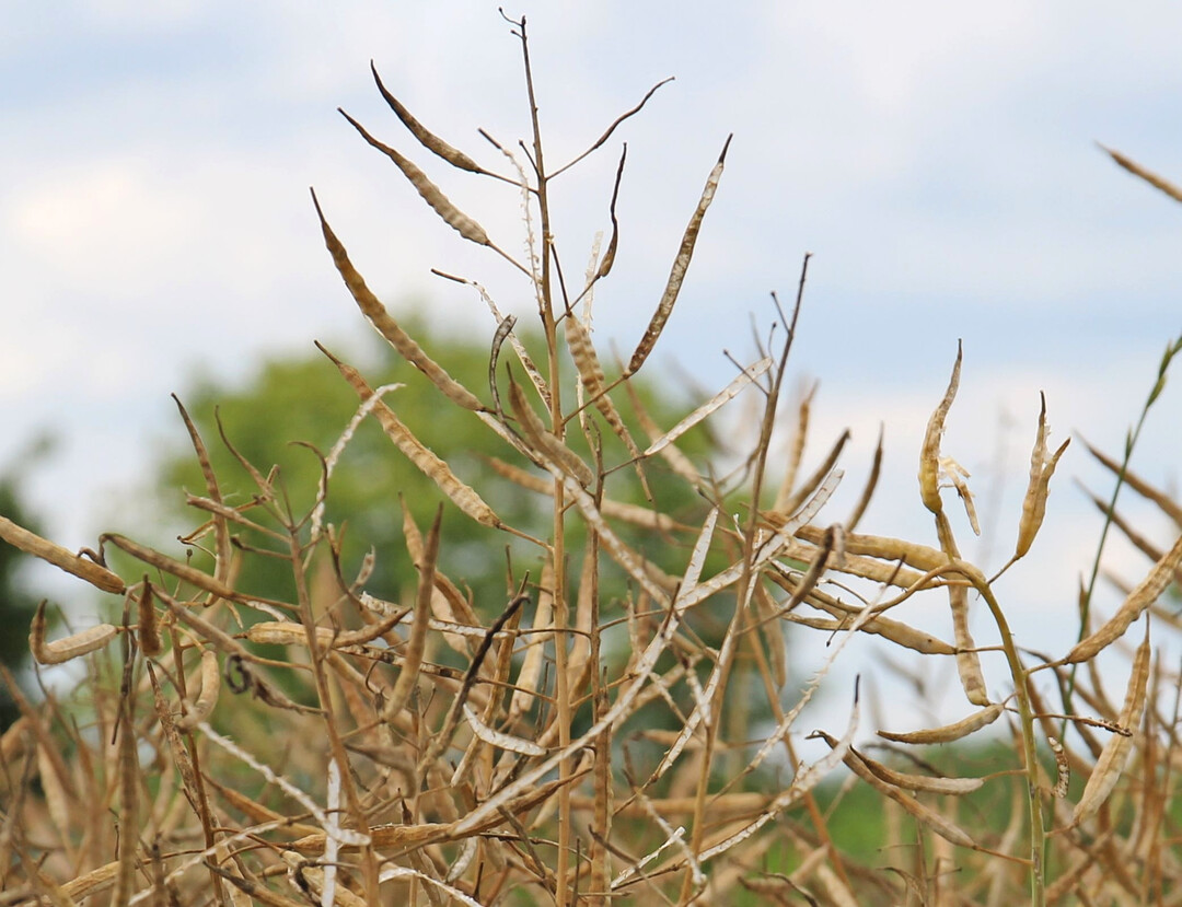 Raps hält weiterhin stabile Anteile unter den landwirtschaftlichen Kulturen in Deutschland.