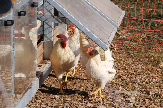 Im Landkreis Heilbronn gilt seit Mittwoch, 12. November 2025 eine Stallpflicht für Nutzgeflügel. Damit reagiert das Landratsamt auf Geflügelpest-Ausbrüche bei Wildvögeln.