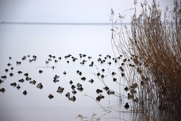 Bei mehreren Wildv�geln entlang des Rheins ist der Erreger der Gefl�gelpest amtlich festgestellt worden. Vorsichtshalber hat das Stuttgarter Agrarministerium (MLR) nun ein Aufstallgebot f�r Nutzgefl�gel in dieser Region erlassen.