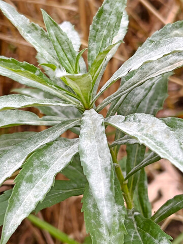 Die in Europa nichtheimische Kanadische Goldrut, befallen von dem hier weitverbreiteten und heimischen phytoparasitischen Kleinpilz Podosphaera erigerontis-canadensis, der zu den Echten Mehltauen geh�rt und ein breites Wirtsspektrum hat.
