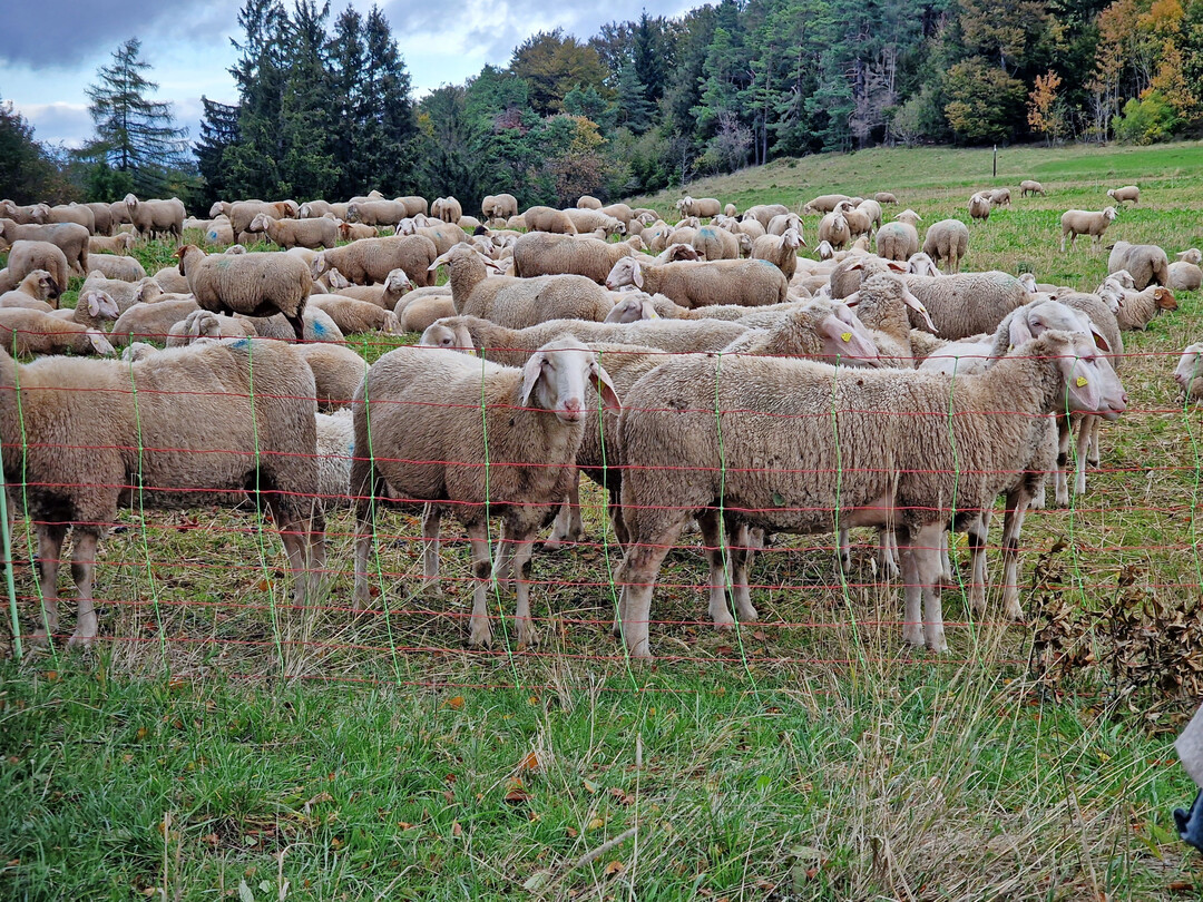 Neue Forschungserkenntnisse zur Schafbeweidung von Gr�nland mit Jakobs-Greiskraut lernten die Teilnehmer des zweiten Schaftags BW kennen.