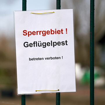 Die Landwirtschaftliche Rentenbank hat ihr Liquidit�tssicherungs-Programm f�r Gefl�gelhalter ge�ffnet, die von den Auswirkungen der Vogelgrippe betroffen sind. Nachgewiesen werden muss ein Ergebnisr�ckgang von mindestens 30 Prozent. 