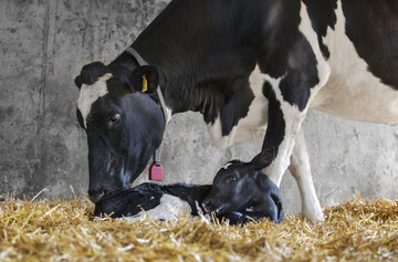 Nur wenn neugeborene K�lber ausreichend mit Kolostrum versorgt werden, starten sie gesund ins Leben.