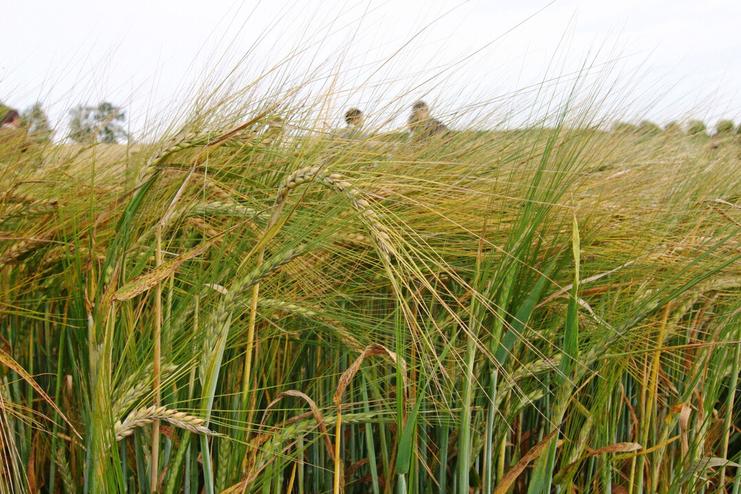 Die Wetterschwankungen 2025 wirkten sich bei der Braugerste regional unterschiedlich auf Bestandsentwicklung, Kornf�llung und auf die phytosanit�re Gesundheit der Ernteware aus. 