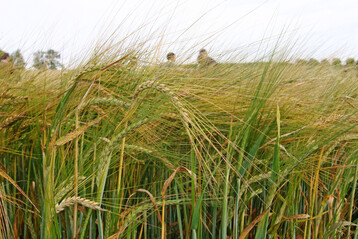 Die Wetterschwankungen 2025 wirkten sich bei der Braugerste regional unterschiedlich auf Bestandsentwicklung, Kornf�llung und auf die phytosanit�re Gesundheit der Ernteware aus. 