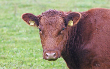 Japan hat seine Importsperre f�r deutsches Rindfleisch aufgehoben. Mit den USA und Kanada wird noch verhandelt.